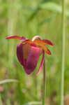 Purple pitcherplant